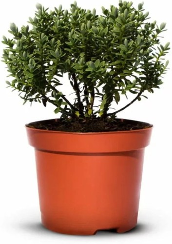 hebe-veronica-sadzonka