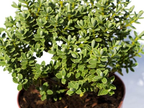 98708a289c2ccd93e05718d5895594f9