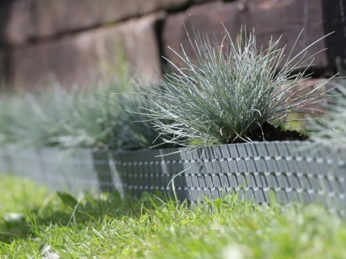 kostrzewa-sina-sadzonka-niebieska-trawa