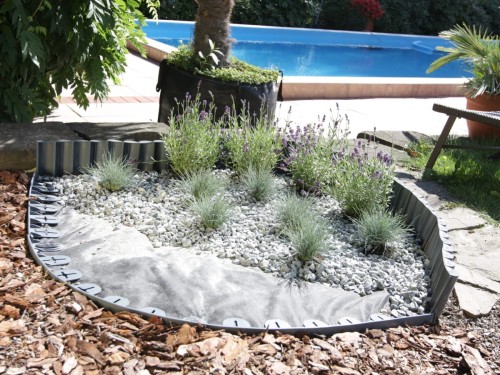 kostrzewa-sina-sadzonka-niebieska-trawa