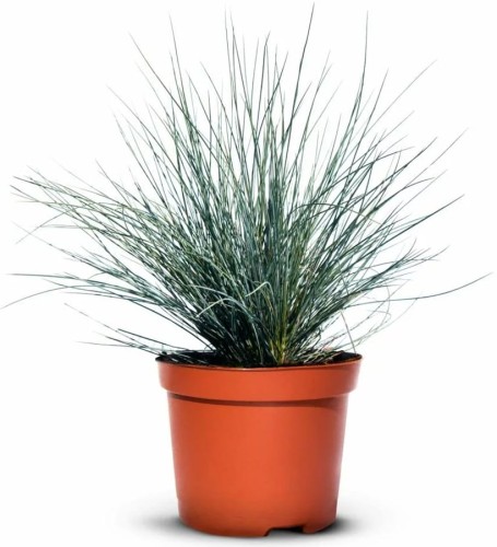 kostrzewa-sina-sadzonki