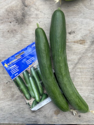 Ogórek gruntowy "Tristan" F1