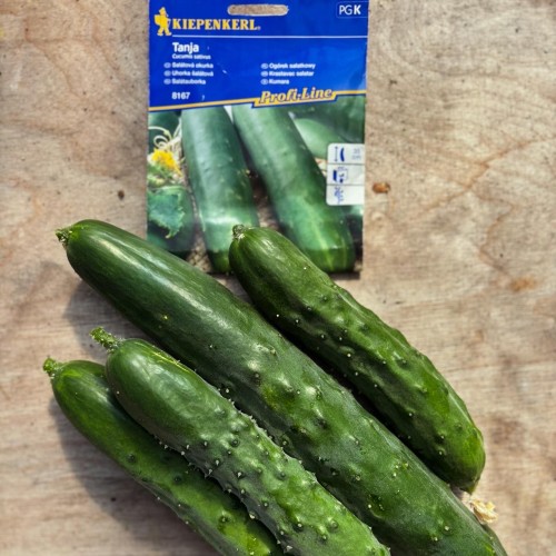Ogórek sałatkowy "Tanja"