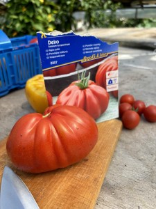 Pomidor mięsisty "Deko" – "bawole serce" F1