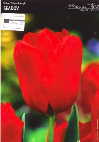 cebulki-czerwonych-tulipanow