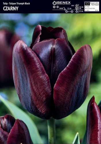 Tulipan czarny "Black" – cebule tulipanów - 3 szt.