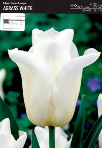 cebulki-bialych-tulipanow