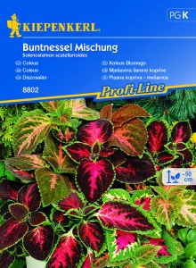 Koleus 'Blumego' - mix nasion koleusa - Kiepenkerl