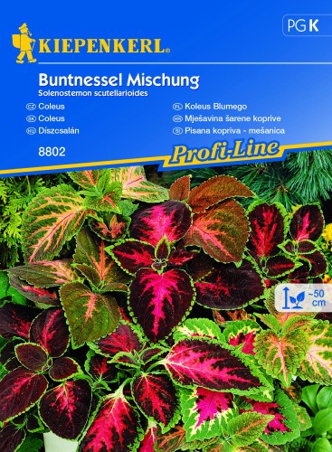 Koleus 'Blumego' - mix nasion koleusa - Kiepenkerl