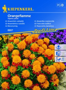 Aksamitka rozpierzchła 'Orangeflamme' - nasiona aksamitki - Kiepenkerl