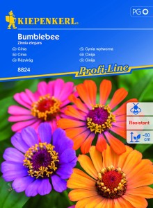 Cynia wytworna 'Bumblebee' - nasiona cyni - Kiepenkerl