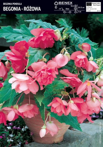 Begonia Zwisająca Różowa  - 1 szt.