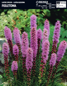 Liatra fioletowa -  cebule - 10 szt.