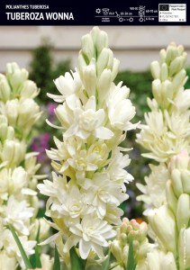 Tuberoza wonna - cebule - 1 szt.