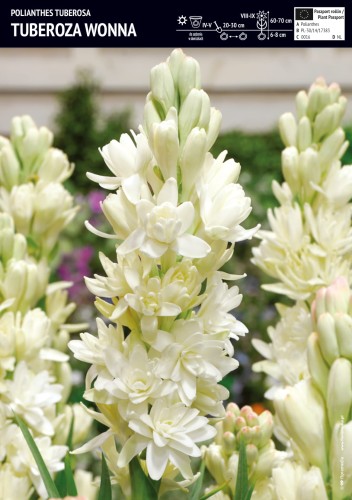 Tuberoza wonna - cebule - 1 szt.