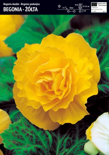 Begonia pełna żółta 'Large Flowered Double' - cebule - 1 szt.