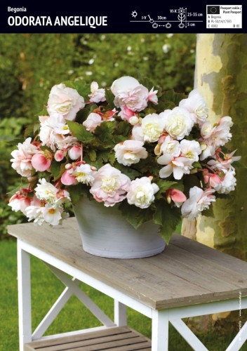 Begonia pełna 'Odorata Angelique' - 1 szt.