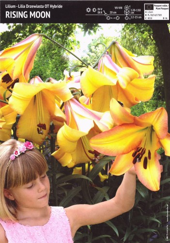 Lilia drzewiasta 'Rising Moon' - 1 szt.
