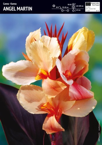 Kanna 'Angel Martin' - kłącza kanny - 1 szt.