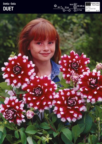 Dalia 'Duet' - cebula - 1 szt.