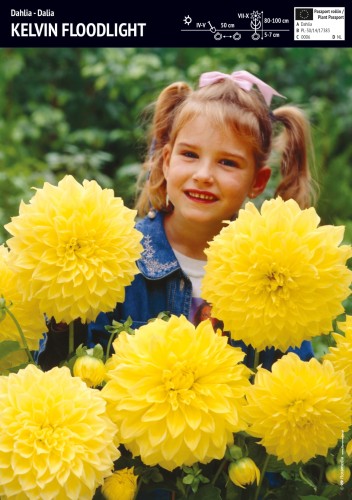 Dalia 'Kelvin Floodlight' - cebula - 1 szt.