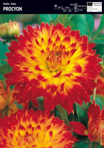 Dalia 'Procyon' - 1 szt.