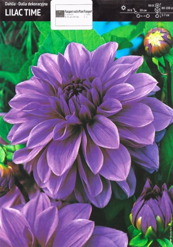 Dalia 'Lilac Time' - 1 szt.