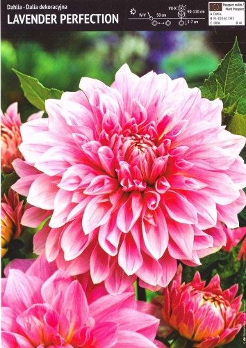 Dalia 'Lavender Perfection'  - 1 szt.