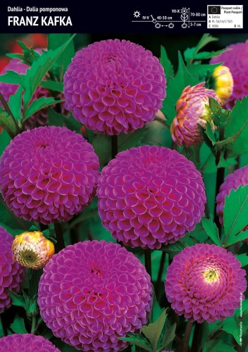 Dalia 'Franz Kafka' - karpa - 1 szt.