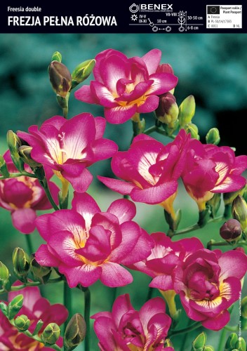 Frezja pełna różowa - cebule - 10 szt.