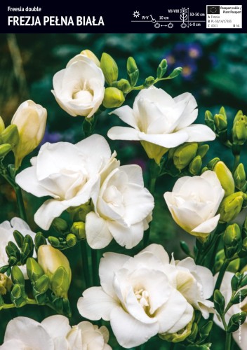 Frezja pełna biała - cebule - 10 szt.