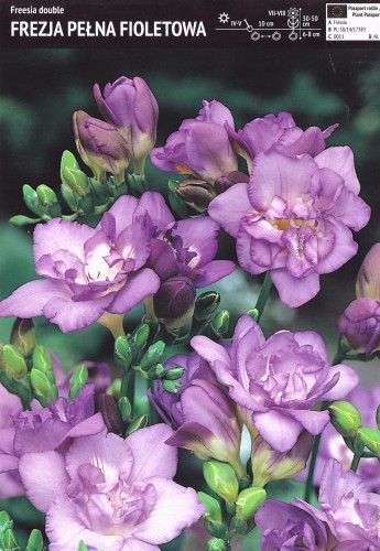Frezja pełna fioletowa - cebule - 10 szt.