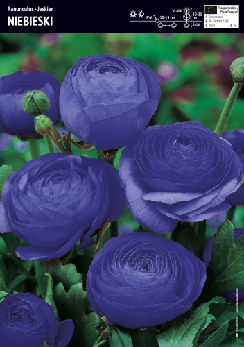 Jaskier niebieski - cebule - 5 szt.