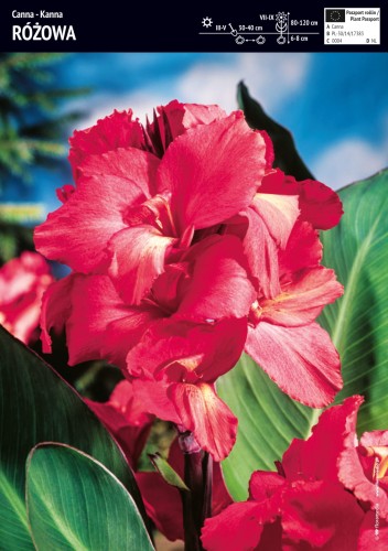 Kanna canna różowa - kłącza kanny - 1 szt.