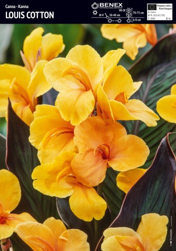 Kanna (canna)  'Louis Cotton' - kłącza kanny - 1 szt.