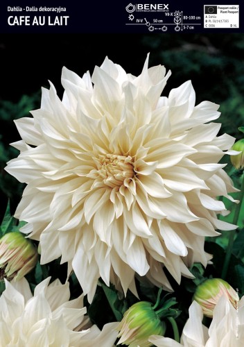 Dalia talerzowa 'Cafe Au Lait'  - cebulka - 1 szt.