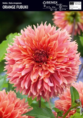 Dalia 'Orange Fubuki'  - cebulka - 1 szt.