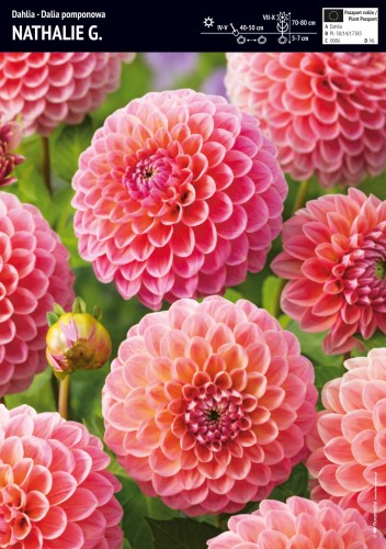 Dalia pomponowa 'Nathalie G' - cebulka - 1 szt.