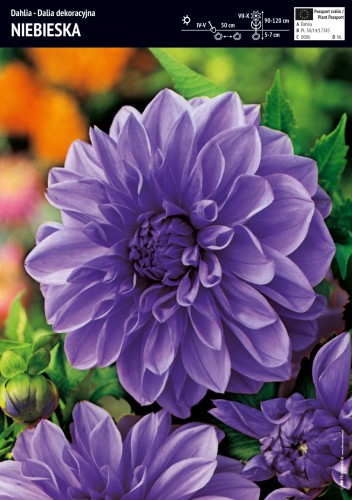 Dalia dekoracyjna 'Niebieska' 'Blue' - cebulka - 1 szt.