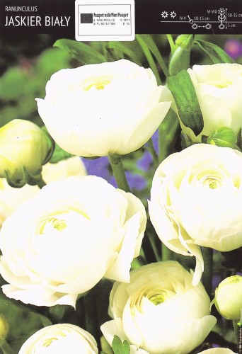 Jaskier biały - cebulki jaskra - 5 szt.