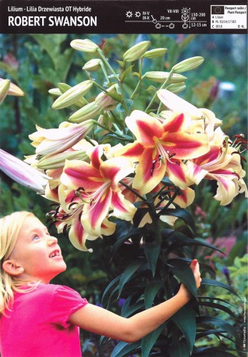 Lilia drzewiasta 'Robert Swanson' - cebulka - 1 szt.
