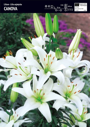 Lilia azjatycka 'Canova' - cebulka - 1 szt.