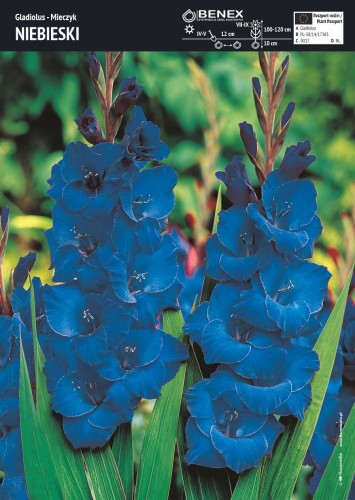 Mieczyk niebieski - cebulki mieczyków - 5 szt.