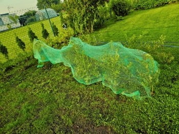 siatka_ochronna_drzewy_balkony