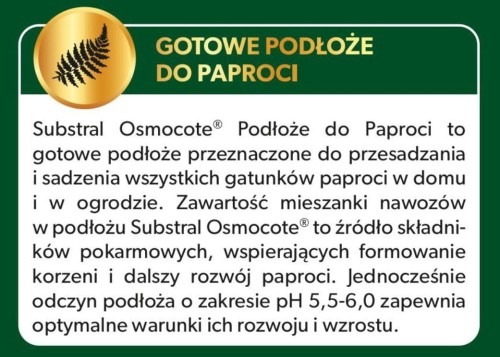 Paproć 4.jpg