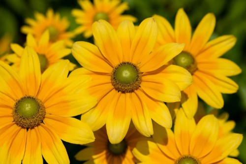 sadzonka_rudbekii