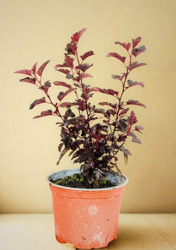 sadzonka-pecherznicy