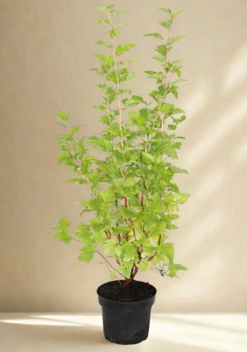 sadzonka-pecherznica