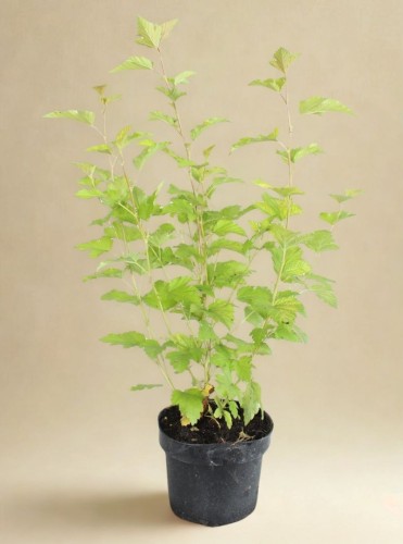 sadzonka-pecherznicy