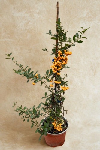 sadzonka-ognika-szkarlatnego